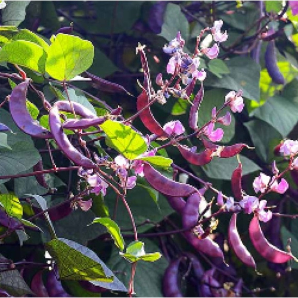 HYACINTH BEAN Vine - 10 seeds - Picture 4 of 5